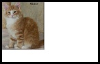 Albator2