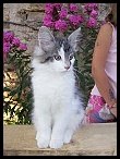 Alofi_11s