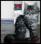 BlackSilvMackTaby_TitCachou