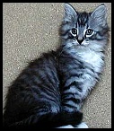 BlackSilverMackerelBlanc_Topo_Cachouteba