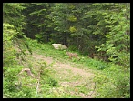 Mercantour10_11_12juin03