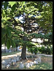 Pula052